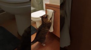 Чисто плотный котик