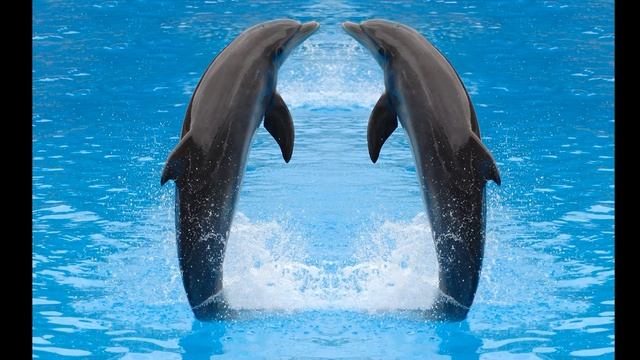 Промо ролик