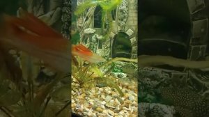 самка меченосца почемута стала менять пол!