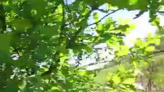 Ивняк отрастает.Кусты ожили. смотреть онлайн