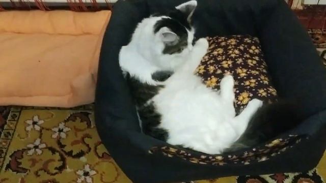 Домик-диван для кошки ?своими руками смотреть онлайн