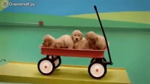 Оригинальный реклама собачьего корма