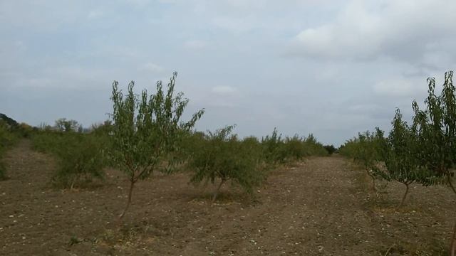 Миндаль.Крым.Шаталов сад смотреть онлайн