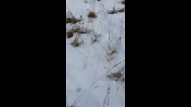 Волки съели собаку. 18+ Не для впечатлительных! смотреть онлайн