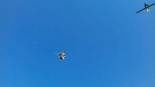 Николаевские голуби (Крым) смотреть онлайн