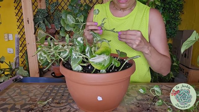 Trasplante Urgente De Mis Plantas De Interior / Jardín Suculento