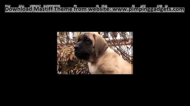 Dogs 101 English Mastiff + EXCLUSIVE Windows 7 Theme Link смотреть онлайн