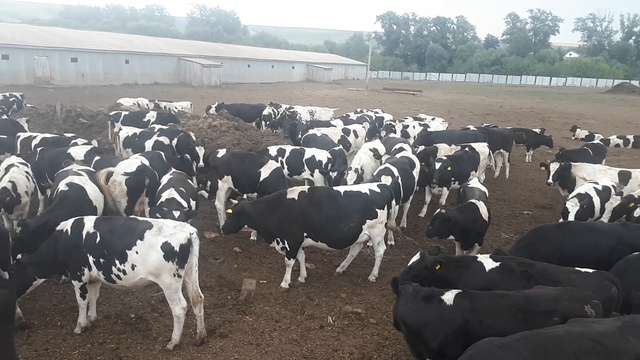 Более 5000 голов в продаже черно пестрой породы. +79656176005 WhatsApp пишите. смотреть онлайн