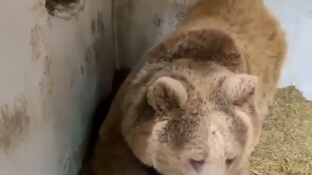 В Алматинском зоопарке родились Тяньшанские медвежата смотреть онлайн