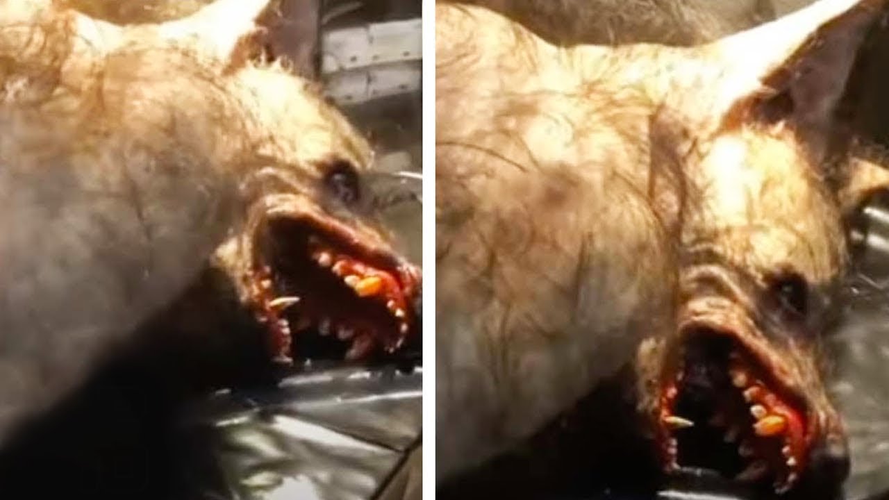 Поймали Оборотня смотреть онлайн