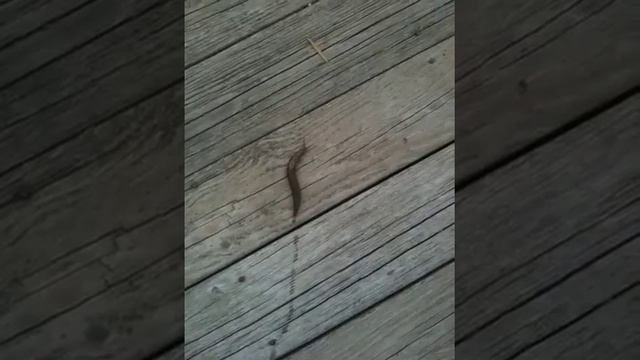 Limax Maximus смотреть онлайн