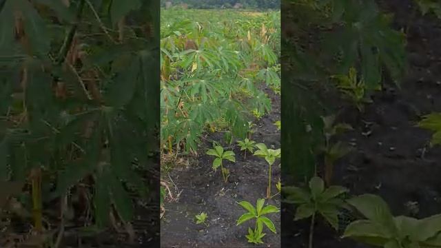 Porang tumpang sari jagung dan ketela bibit mini umur 2,5 bulan di mdpl rendah смотреть онлайн