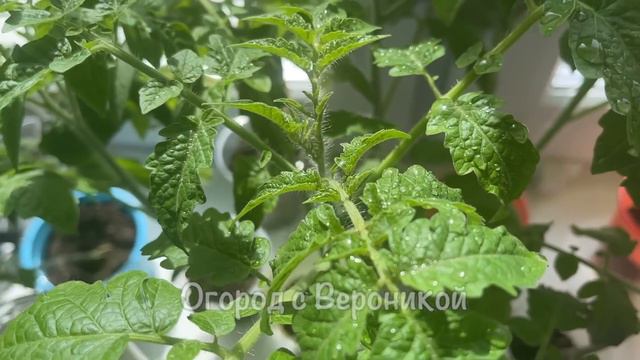 1 Ложка и Слабая Рассада Станет Жирненькой и Крепенькой Сразу! Удивительный результат! смотреть онлайн