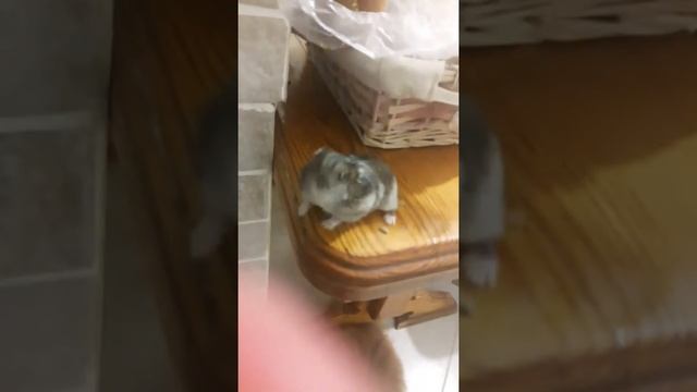 Хомяк потерялся !!! ? смотреть онлайн