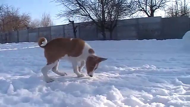 семья Басенджи! family Basenji! смотреть онлайн