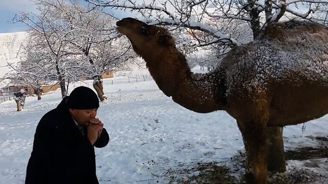 Мой друг верблюд)))) смотреть онлайн