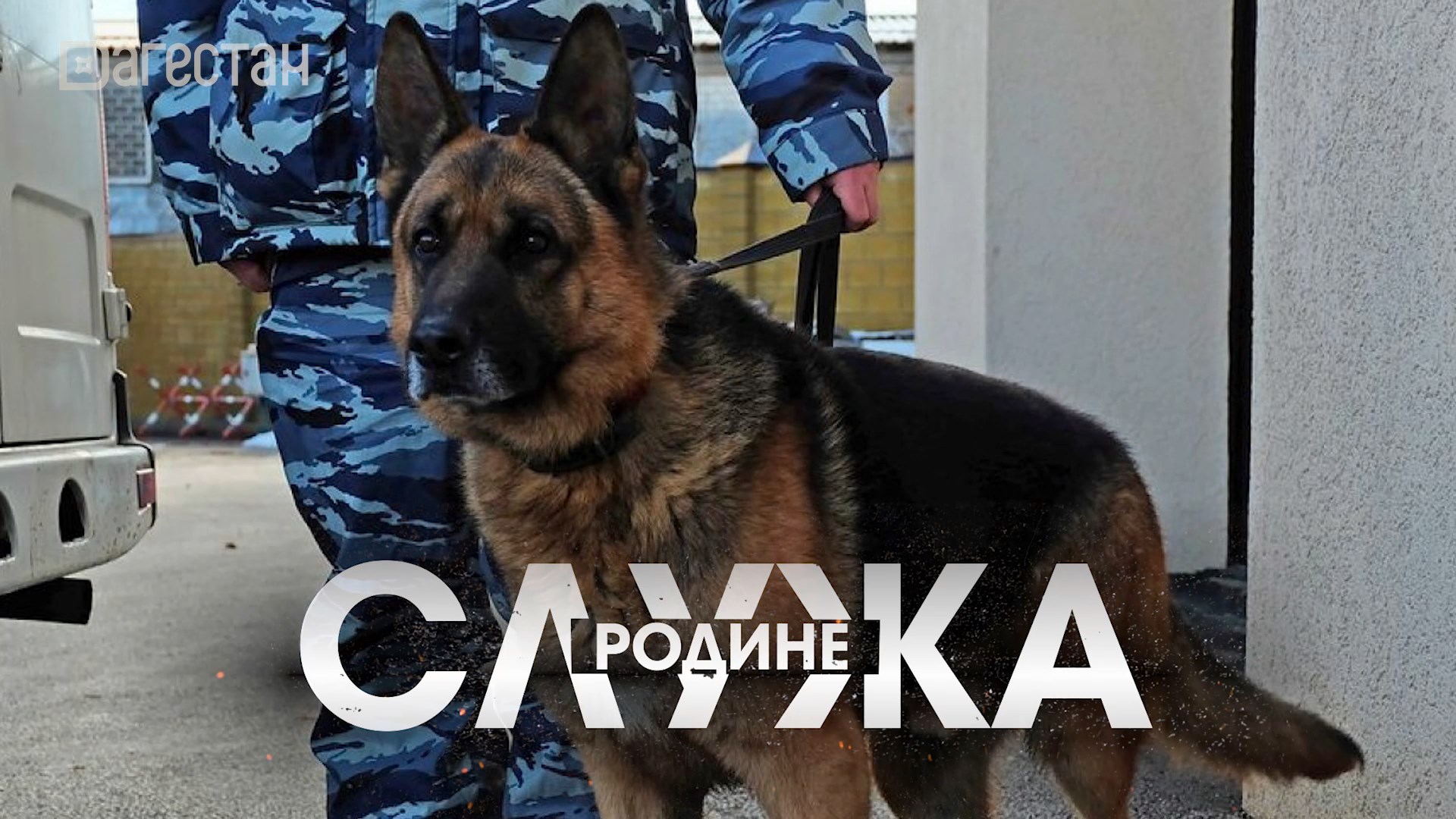 Служебные собаки на страже порядка смотреть онлайн