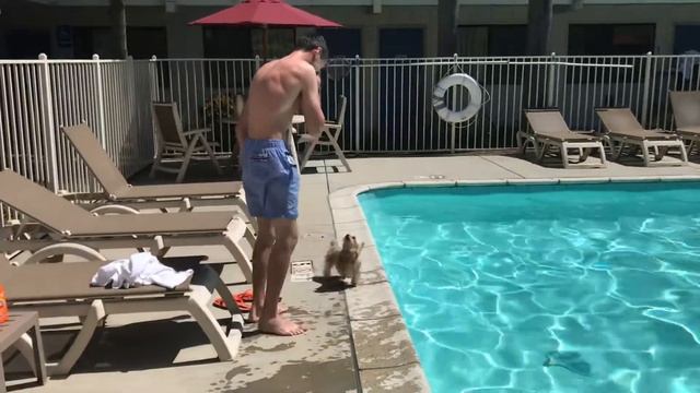 Мини йорки -спасатель