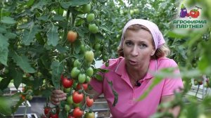 ЛУЧШИЕ ТОМАТЫ ОТ ПАРТНЕРА