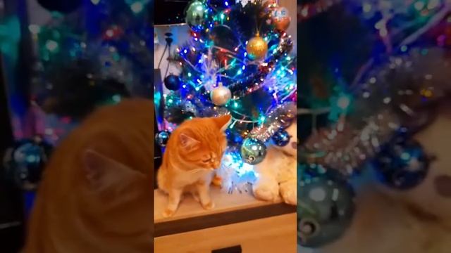 У Кота Своя личная елка и свой Новый Год! смотреть онлайн