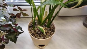 Поделила строманту триколор, посадила в лечузу.