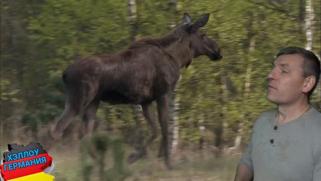 ВСЁ О ГЕРМАНИИ (ГЕОГРАФИЧЕСКОЕ ПОЛОЖЕНИЕ, КЛИМАТ, ФЛОРА И ФАУНА) смотреть онлайн