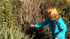 Гибискус сирийский. Подготовка к зиме.