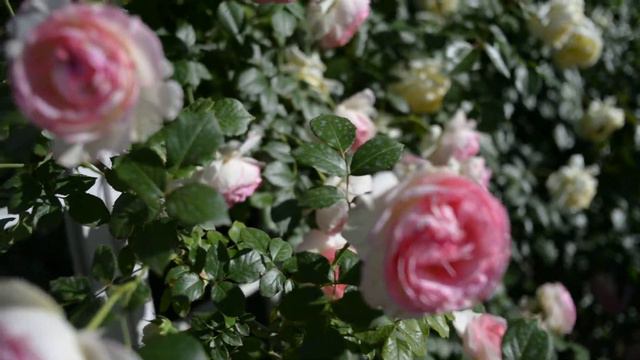 роза Пьер Дэ Ронсар смотреть онлайн