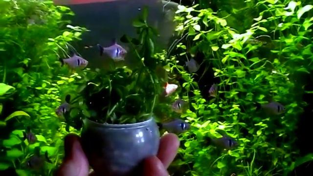 #Aquarium. Универсальное растение. смотреть онлайн