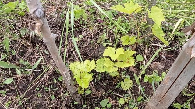 Виноград Кишмиш Велес. Как Велес перезимовал без укрытия на зиму. смотреть онлайн