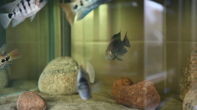 Vieja Argentea, Vieja Regani, Paratheraps Synspilus 