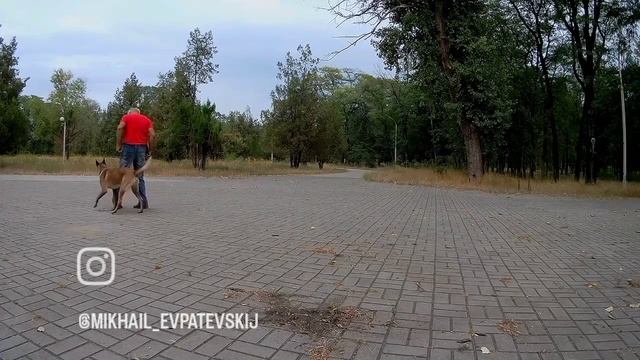 Бельгийская овчарка малинуа Альф занятя после физической нагрузки.mp4