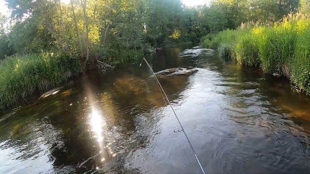 Форель «Пеструшка». Хариус. Рыбалка в Ленинградской области. Июнь 2020. смотреть онлайн