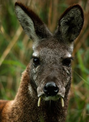 Послушаем мудрое мычание кабарги