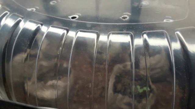 Обзор рассады на 24.02.23. смотреть онлайн