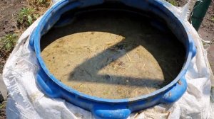 Гумат калия и коровяк для подкормки винограда.