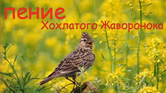 Хозяин полей поет !!! Beautiful birdsong ! смотреть онлайн