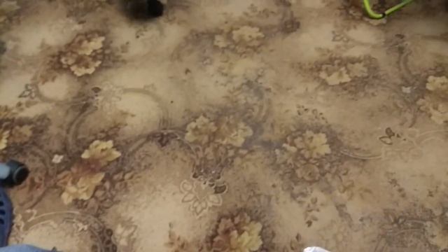 Русский Спаниель РОС смотреть онлайн