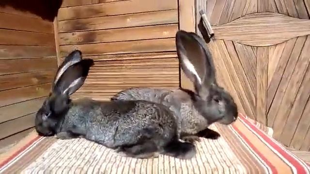 Кролики Ризен( Бельгийский великан, Фландер) смотреть онлайн