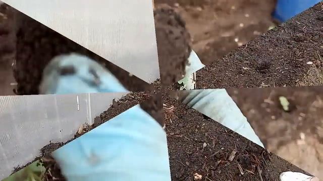 Обзор рассады огурцов. Высаживаем огурцы в теплицу и даем подкормку. Обработка гряд от вредителей. смотреть онлайн