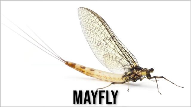 Animals - Insects In English | Insects Vocabulary With Pictures | Learn Insect Names With Quizlet