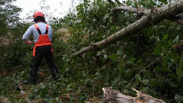 Efco 137 akcióban/ Italian lightweight chainsaw in action (oleo mac 937) смотреть онлайн