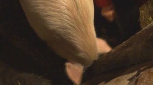 Чем кормить поросят, чтобы получить ВКУСНОЕ сало и мясо свинины