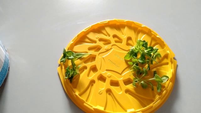 Как сохранить дорогую петунию до весны в квартире. Черенкую свою ампельную петунию смотреть онлайн