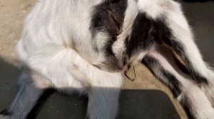 Звук осла, голос осла, крик осла /Звуки животных для детей