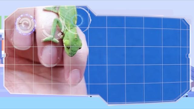 Хамелеон охотится, меняет цвет. Рождение хамелеона. смотреть онлайн