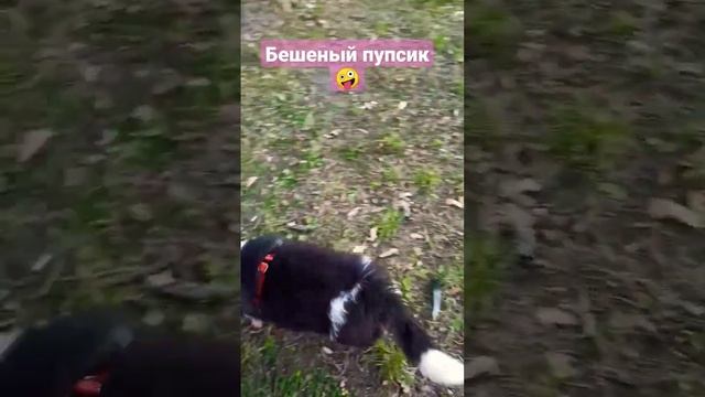 Чумачедшая бабака ? #щенок #щенячий #аусси #автралийскаяовчарка #мимимишность #тайган #животные смотреть онлайн