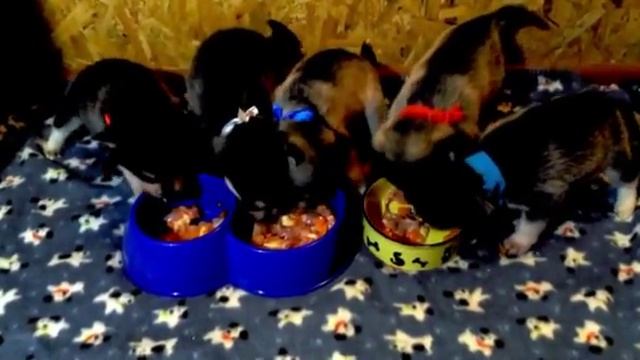 Кормление щенков Кли Кая. смотреть онлайн