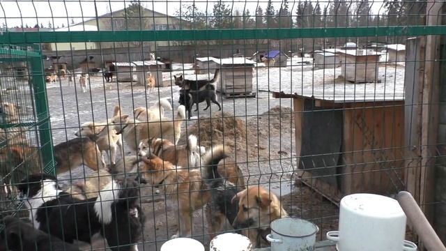 Приют "Друг": Знакомство с питомцами! смотреть онлайн