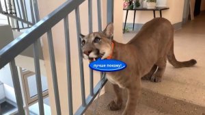 Жара! Чёрная крыша идеальное место для прогулки пумы Месси))